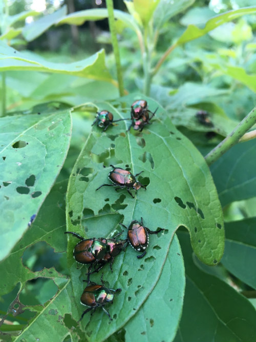 beetles on birch trees